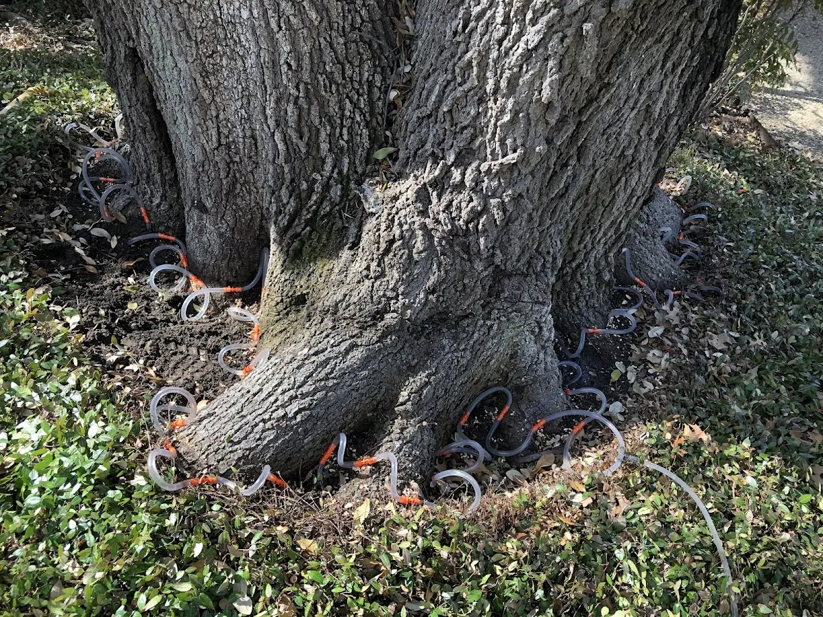 Detailed Tree Cabling and Bracing job site in Spring Valley