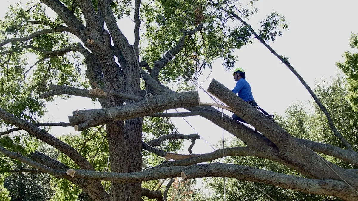 Professional Hazardous Tree Removal performed by certified arborists in Spring Valley